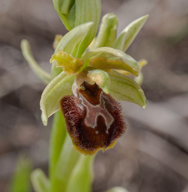 Ophrys della sezione Araniferae